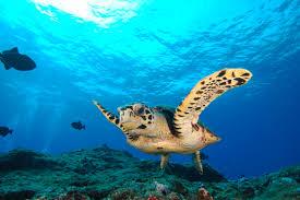 Navegue pela Categoria de Meio Ambiente 